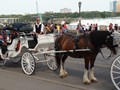 Participants having horse rides